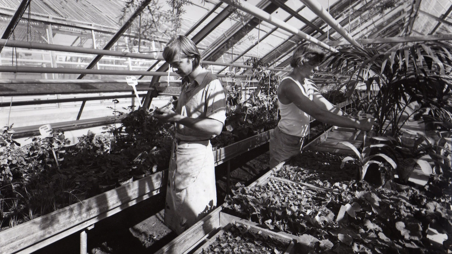 Schwarz-weißes Archivfoto von Jugendlichen, die inmitten von Pflanzen arbeiten.